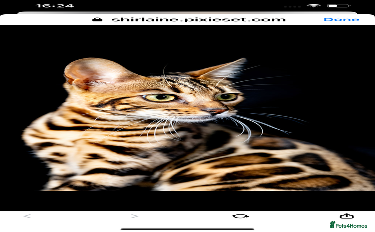 Bengal cats - Advert 4