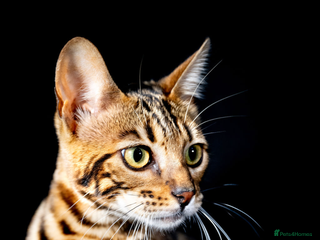 Bengal cats - Advert 1