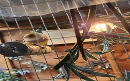 Finches birds for sale: Gouldian finches pairs  - Advert 14