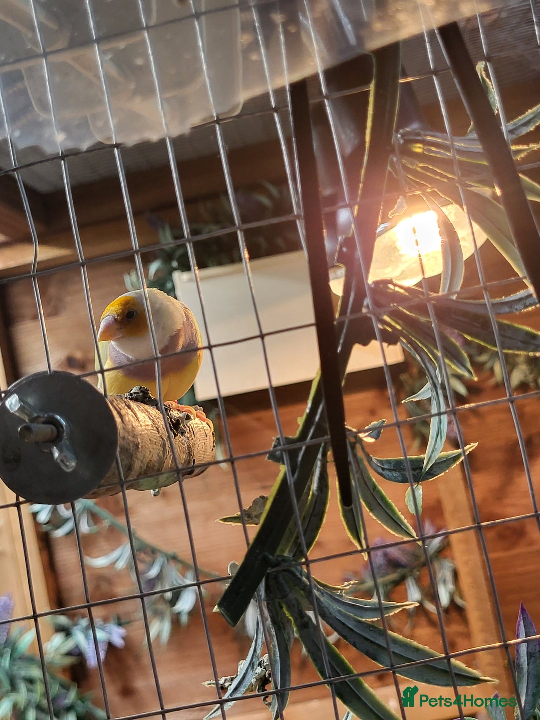 Finches birds for sale: Gouldian finches pairs  - Advert 14