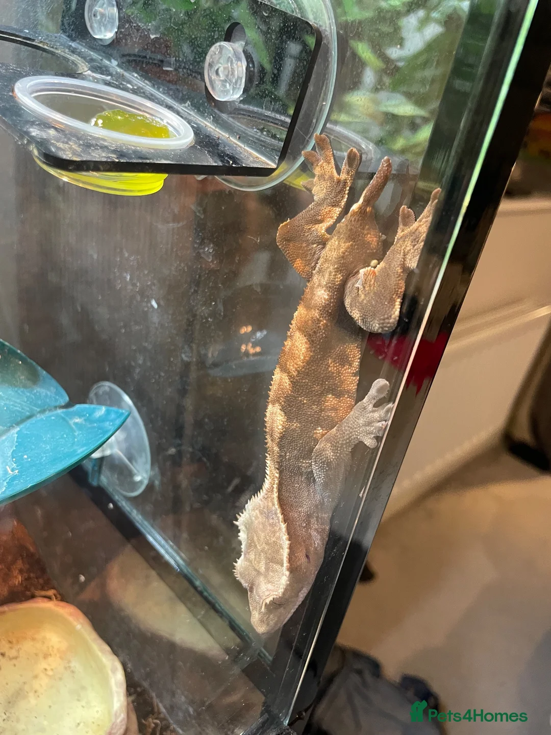 Gecko reptiles for sale: Full set up crested gecko. in Northwich - Advert 6