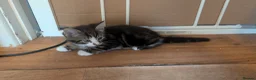 Mixed Breed cats for sale: 4 female kittens for sale  in New Milton - Advert 2