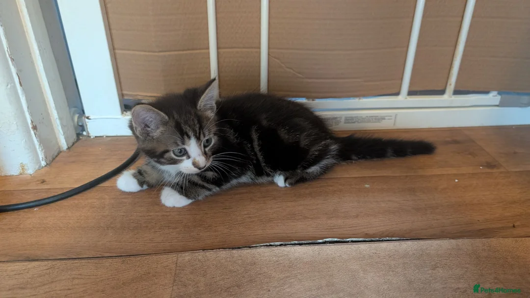 Mixed Breed cats for sale: 4 female kittens for sale  in New Milton - Advert 2