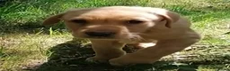 Labrador Retriever dogs for sale: Red lab dog pups from working stock  - Advert 2
