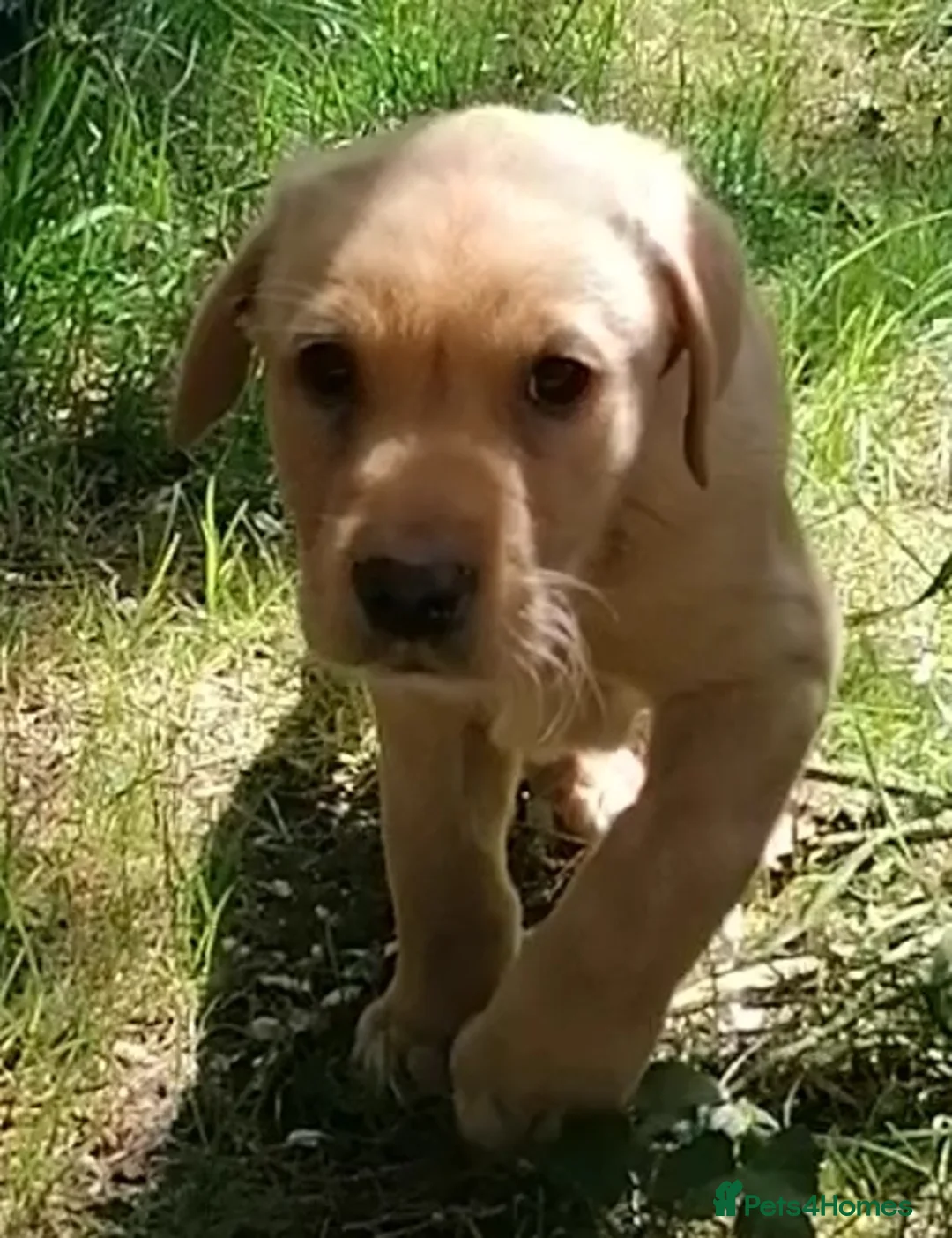 Labrador Retriever dogs for sale: Red lab dog pups from working stock  - Advert 2