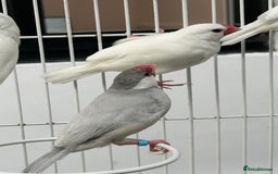 Finches birds for sale: Various Stunning Baby Finches  - Image 3