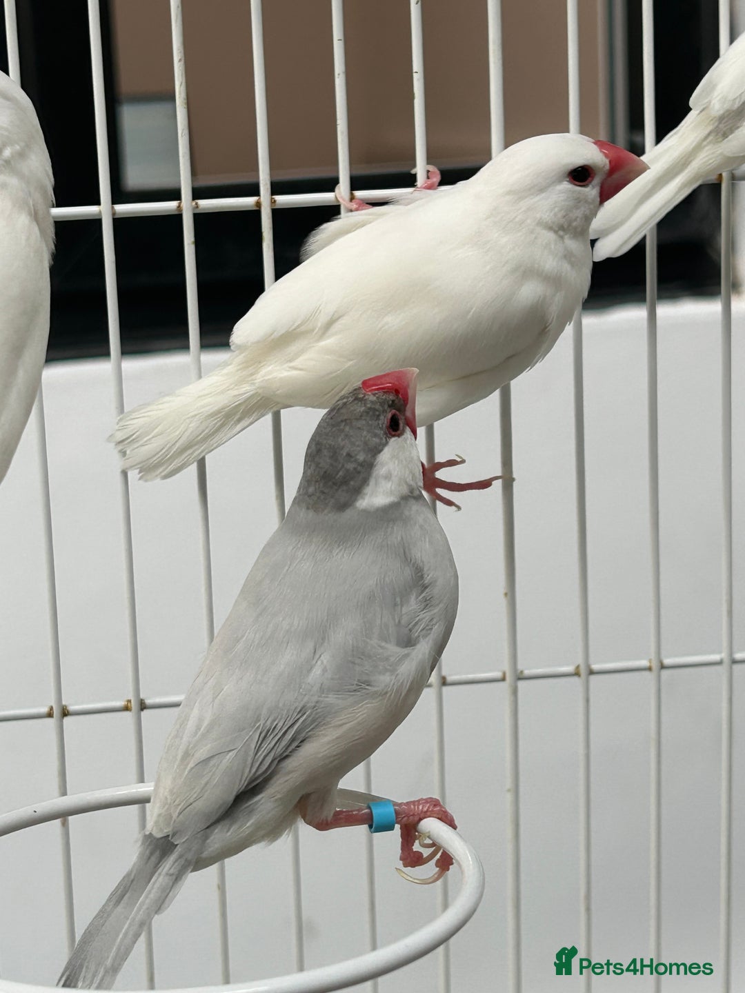 Finches birds for sale: Various Stunning Baby Finches  - Image 3