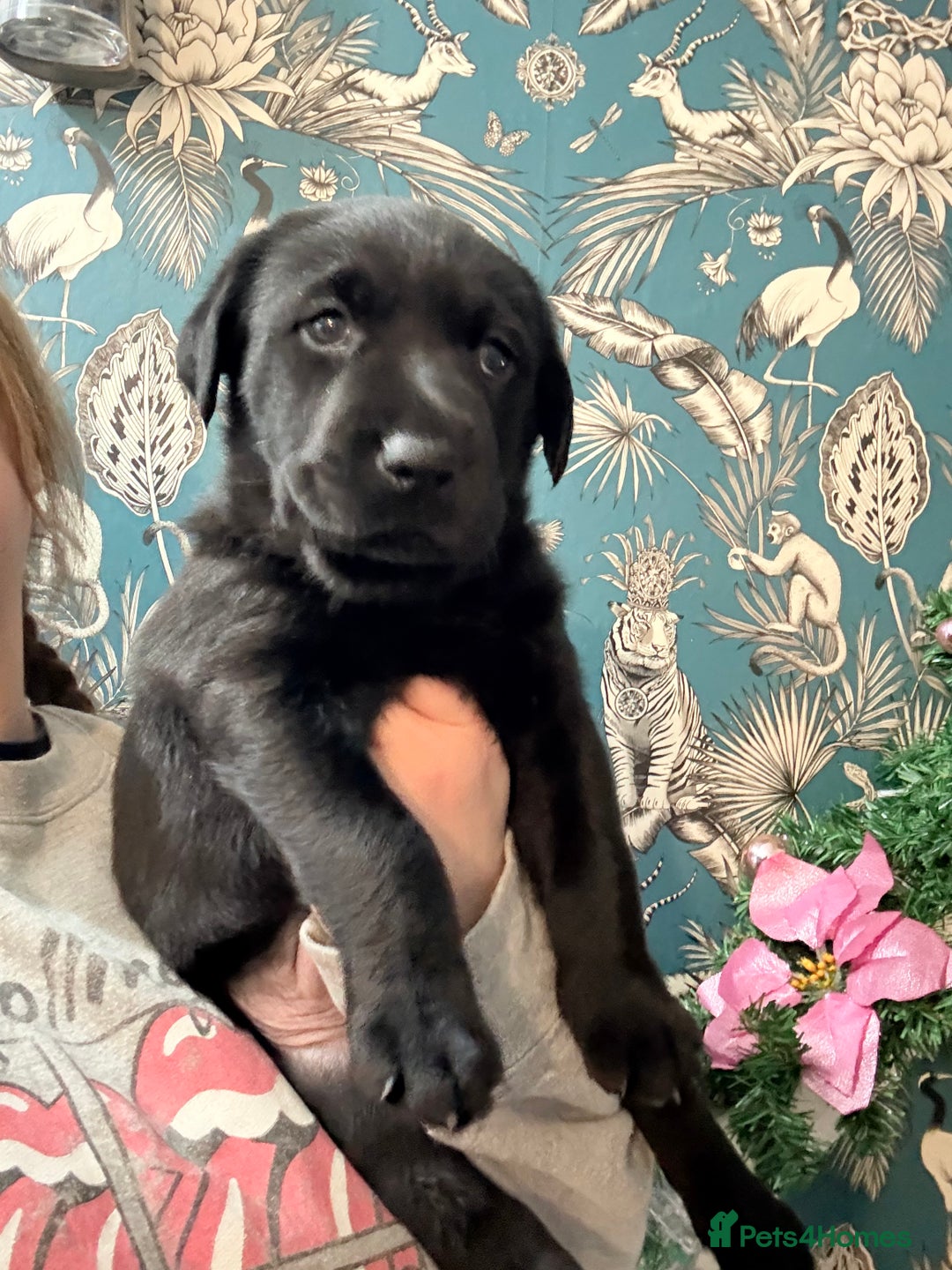 Labrador Retriever dogs for sale: Gorgeous pup - Advert 3