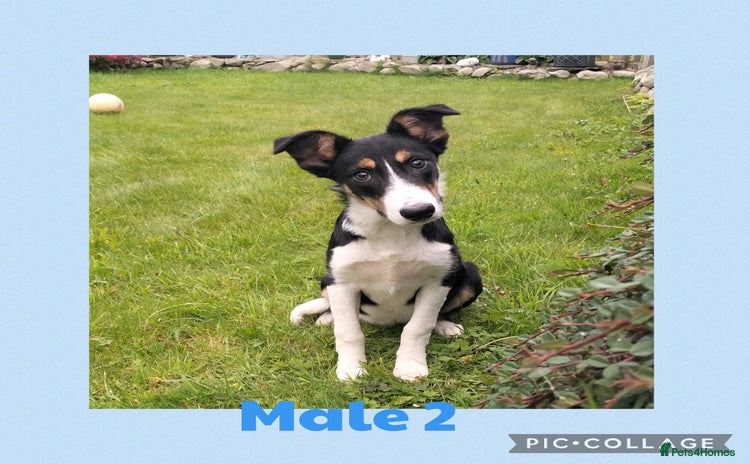 Border Collie dogs - Advert 6