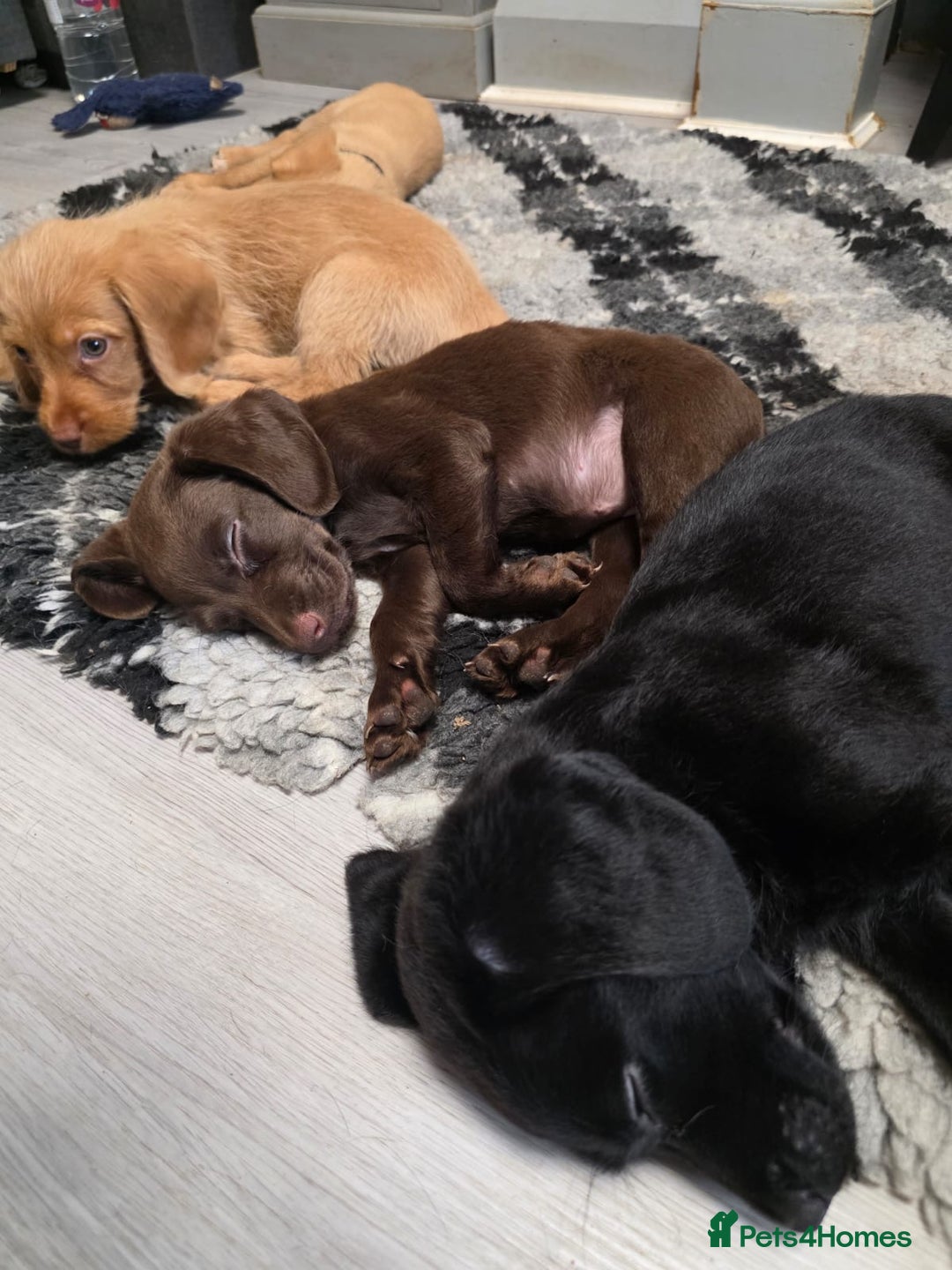Mixed Breed dogs for sale: Labrador x cockapoo puppies - Image 20