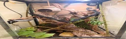 Gecko reptiles for sale: Two female crested geckos and full set up ready in Brentwood - Advert 2
