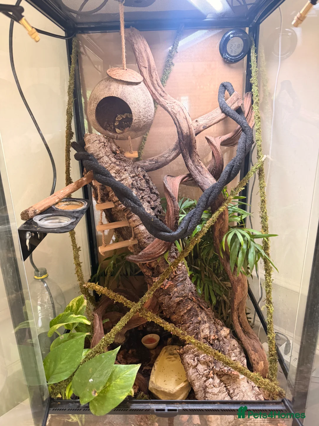 Gecko reptiles for sale: Two female crested geckos and full set up ready in Brentwood - Advert 2