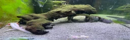 Axolotl reptiles for sale: Two Axolotyls and Full Tank Set-up - Advert 5