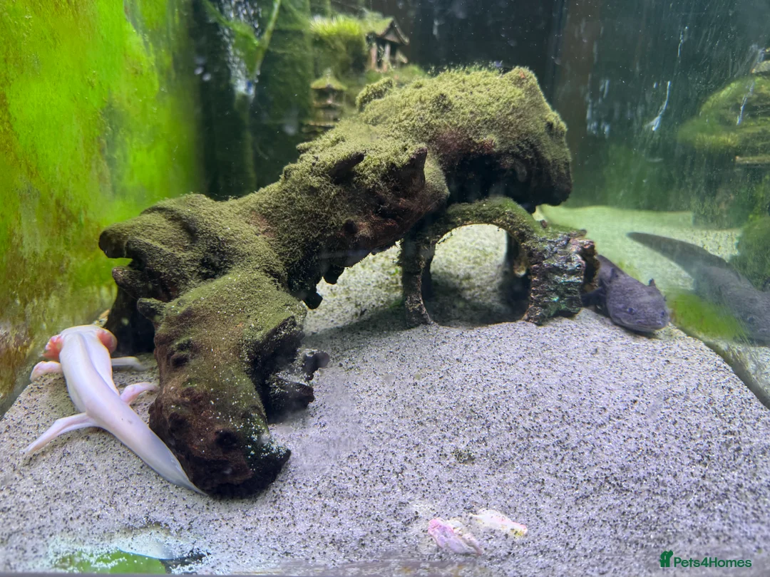 Axolotl reptiles for sale: Two Axolotyls and Full Tank Set-up - Advert 5