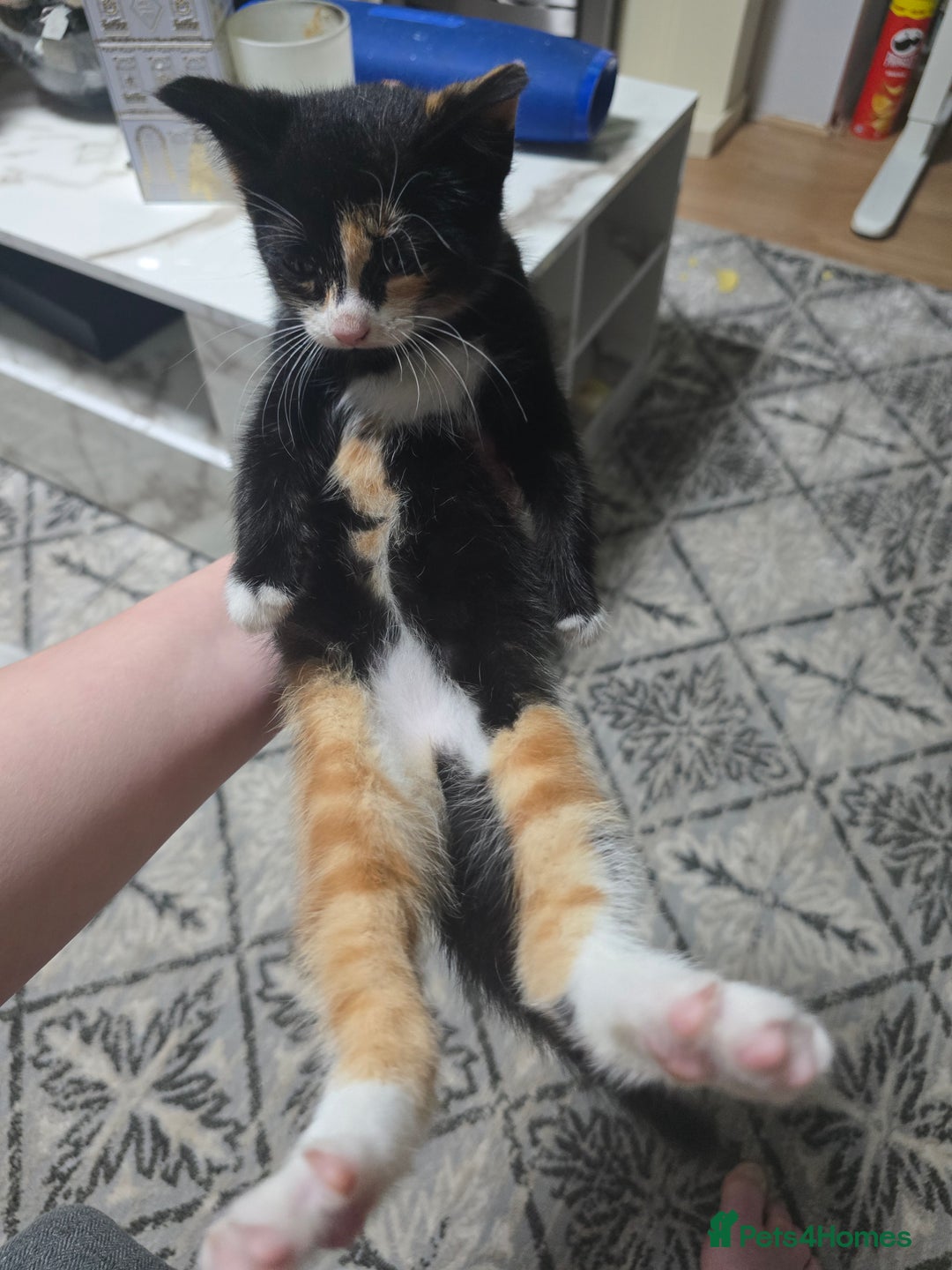 Mixed Breed cats for sale: 2 white kittens and 1 3-coloured for sale - Advert 18