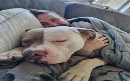 American Bulldog dogs for stud: 2 year old American Bulldog - Image 2