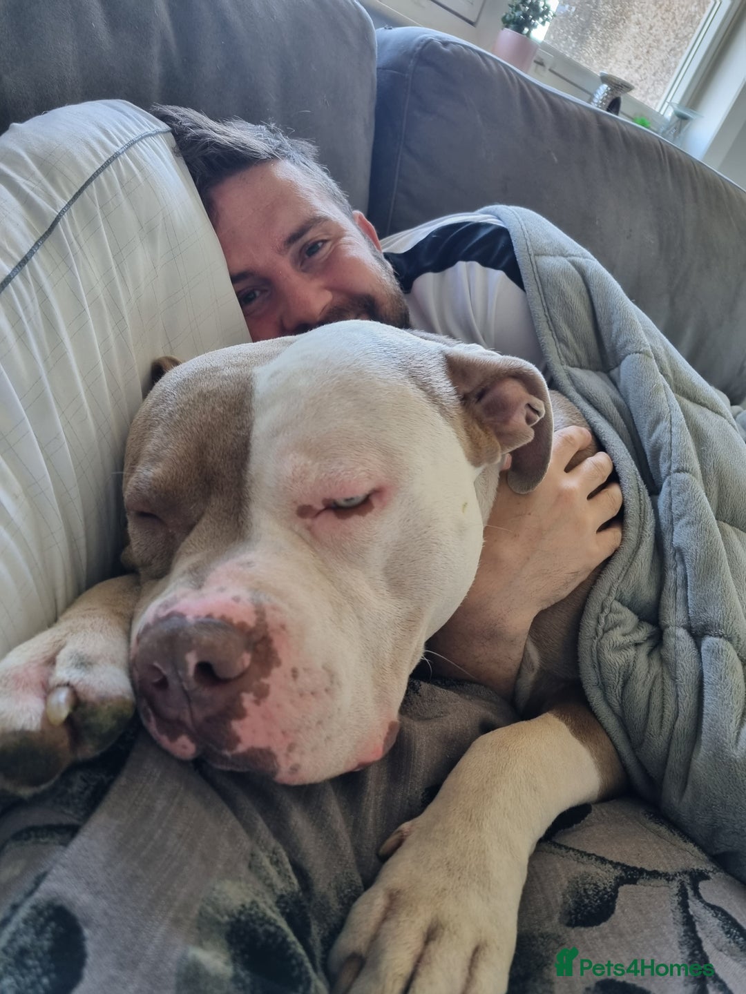 American Bulldog dogs for stud: 2 year old American Bulldog - Image 2