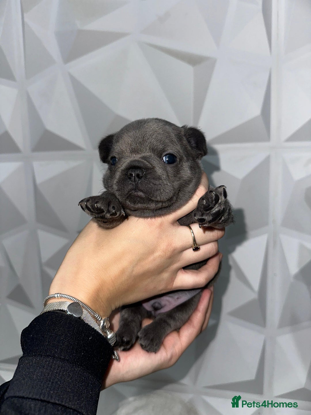 French Bulldog dogs for sale: Fluffy French Bulldog Puppies for sale - Advert 10