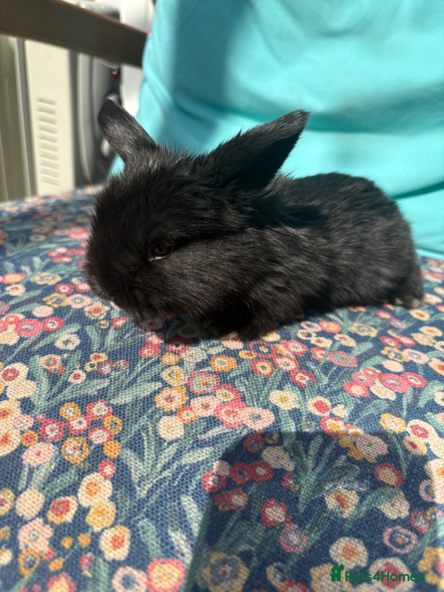 Mini Lop rabbits Raised indoors Mini lops/lion lops-vaccinated  - Advert 1