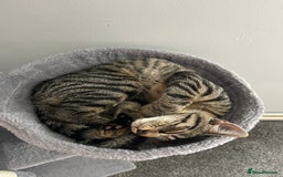 American Shorthair cats for sale: My little tiger kitty  - Image 2
