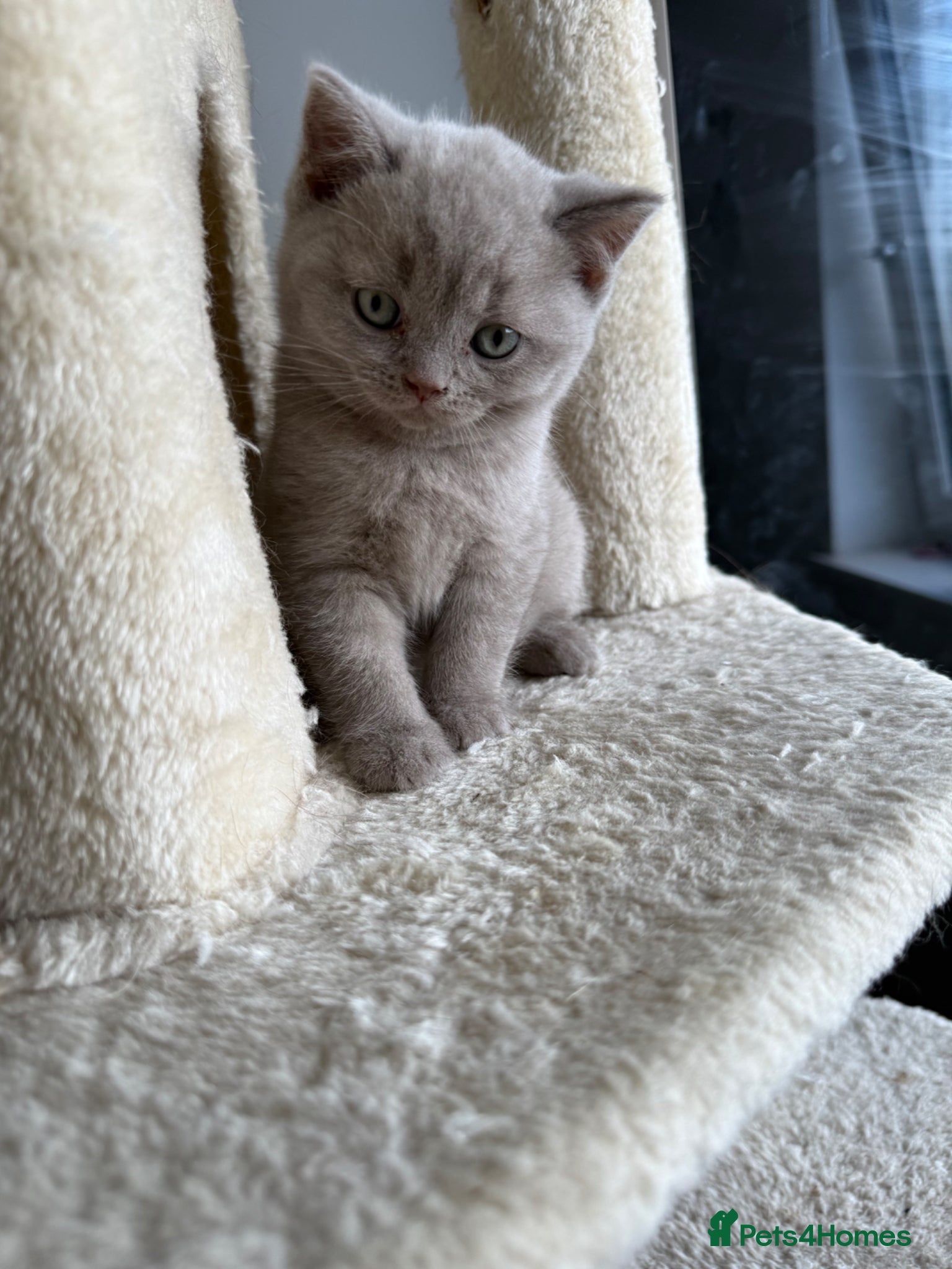 Scottish Fold cats LAST little beauty left🤩 - Advert 4
