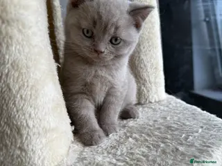 Scottish Fold cats LAST little beauty left🤩 - Advert 4