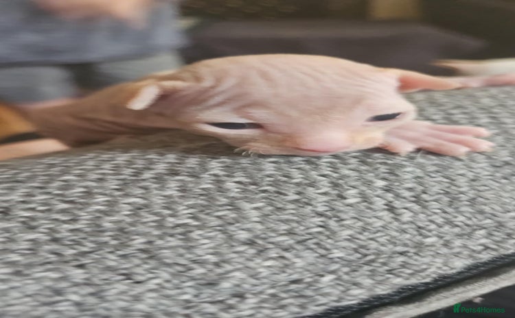 Sphynx cats - Advert 6