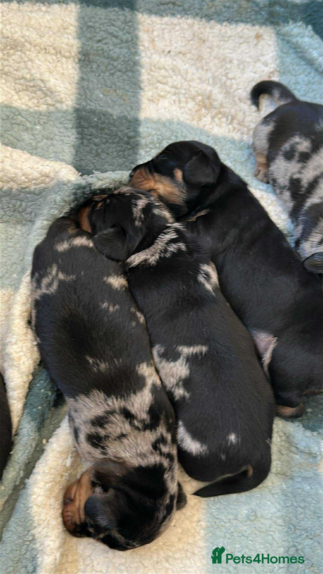 Dachshund dogs for sale: Standard Dachshund Puppy – Ready Now - Image 4
