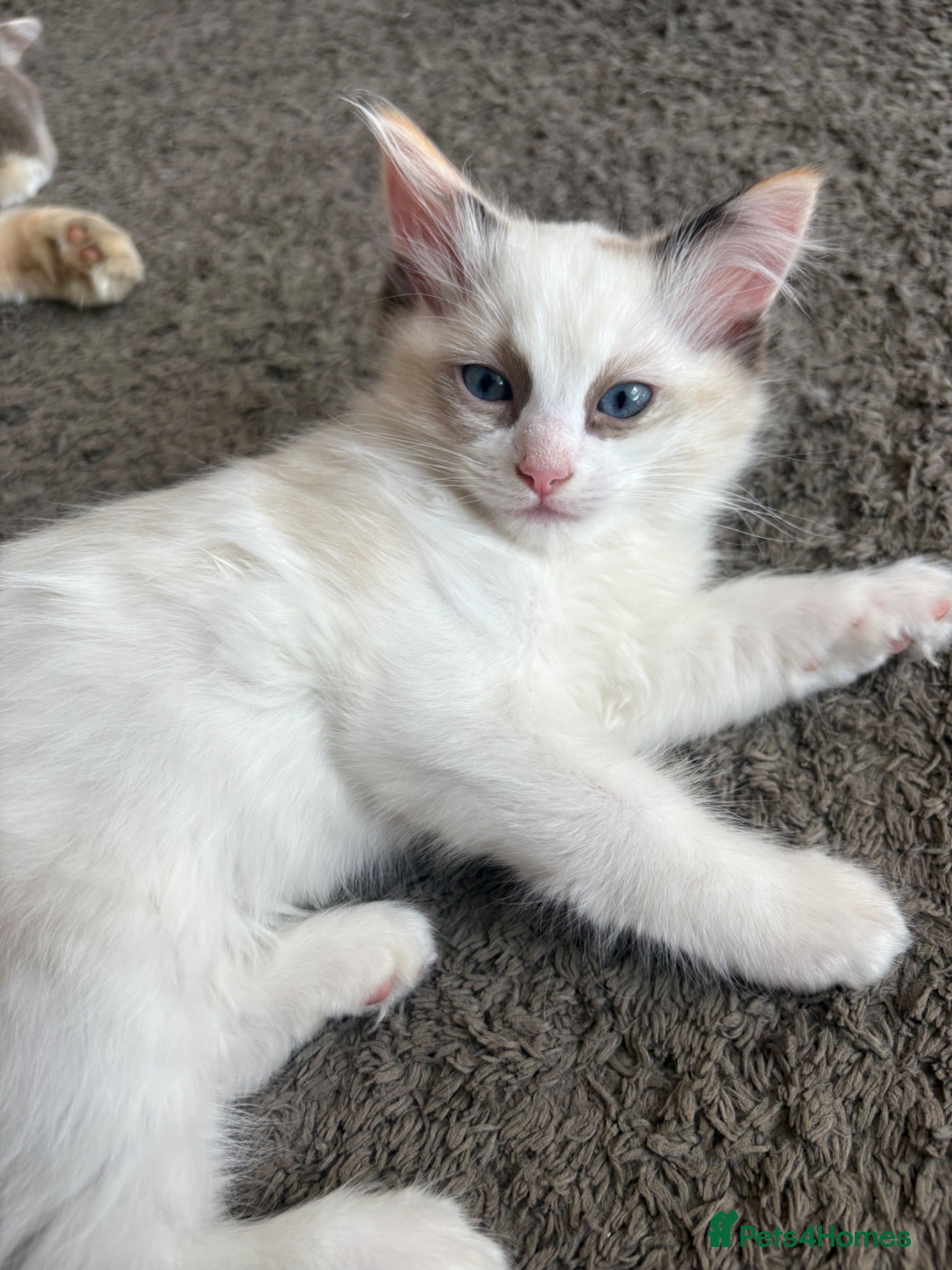 Ragdoll cats READY TO GO NOW - Beautiful fluffy Ragdoll Kittens - Advert 1