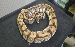 Python Snake reptiles for sale: Mixed Male and Female Royal Pythons - Image 7