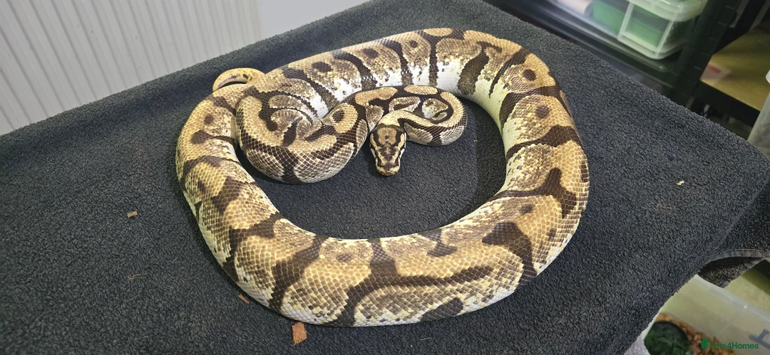 Python Snake reptiles for sale: Mixed Male and Female Royal Pythons - Advert 3