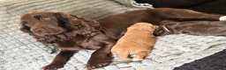 Cocker Spaniel dogs for sale: KC WORKING COCKER SPANIELS in Mansfield - Advert 5