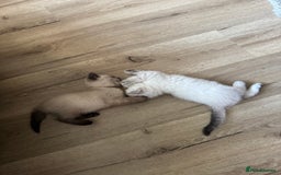 British Shorthair cats for sale:  British shorthair colourpoint pedigree kittens  - Image 8