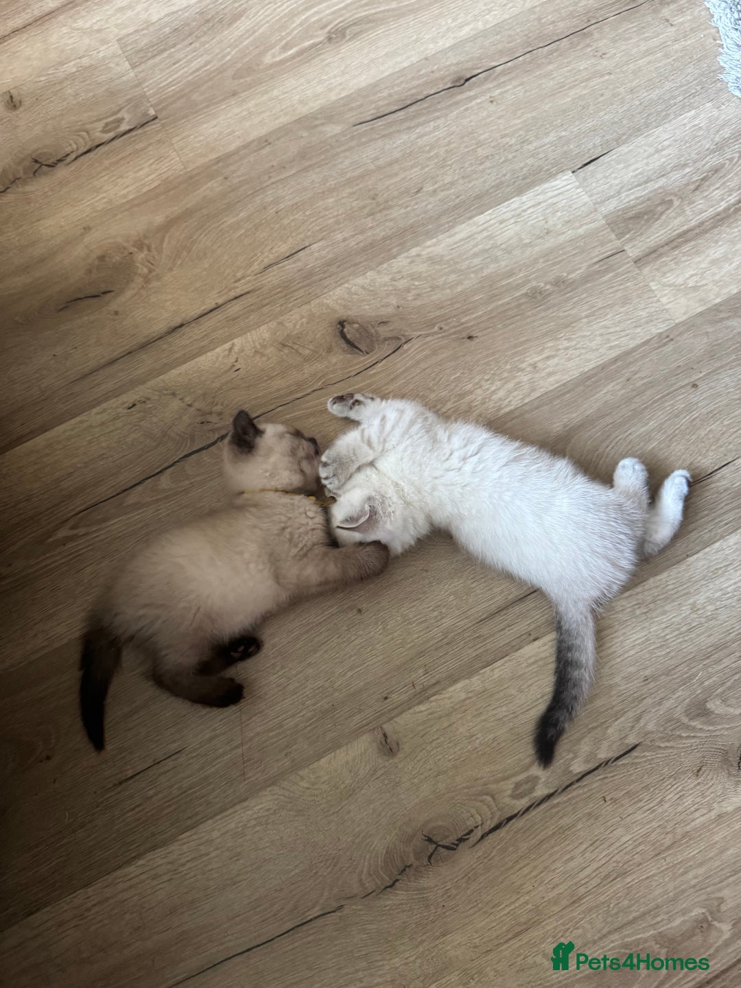 British Shorthair cats for sale:  British shorthair colourpoint pedigree kittens  - Image 8