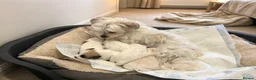 Havanese dogs for sale: Havanesses puppy  in Peterborough - Advert 1