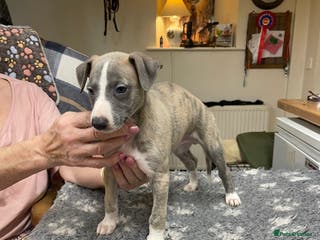 Whippet dogs 2 dog pups - Advert 4