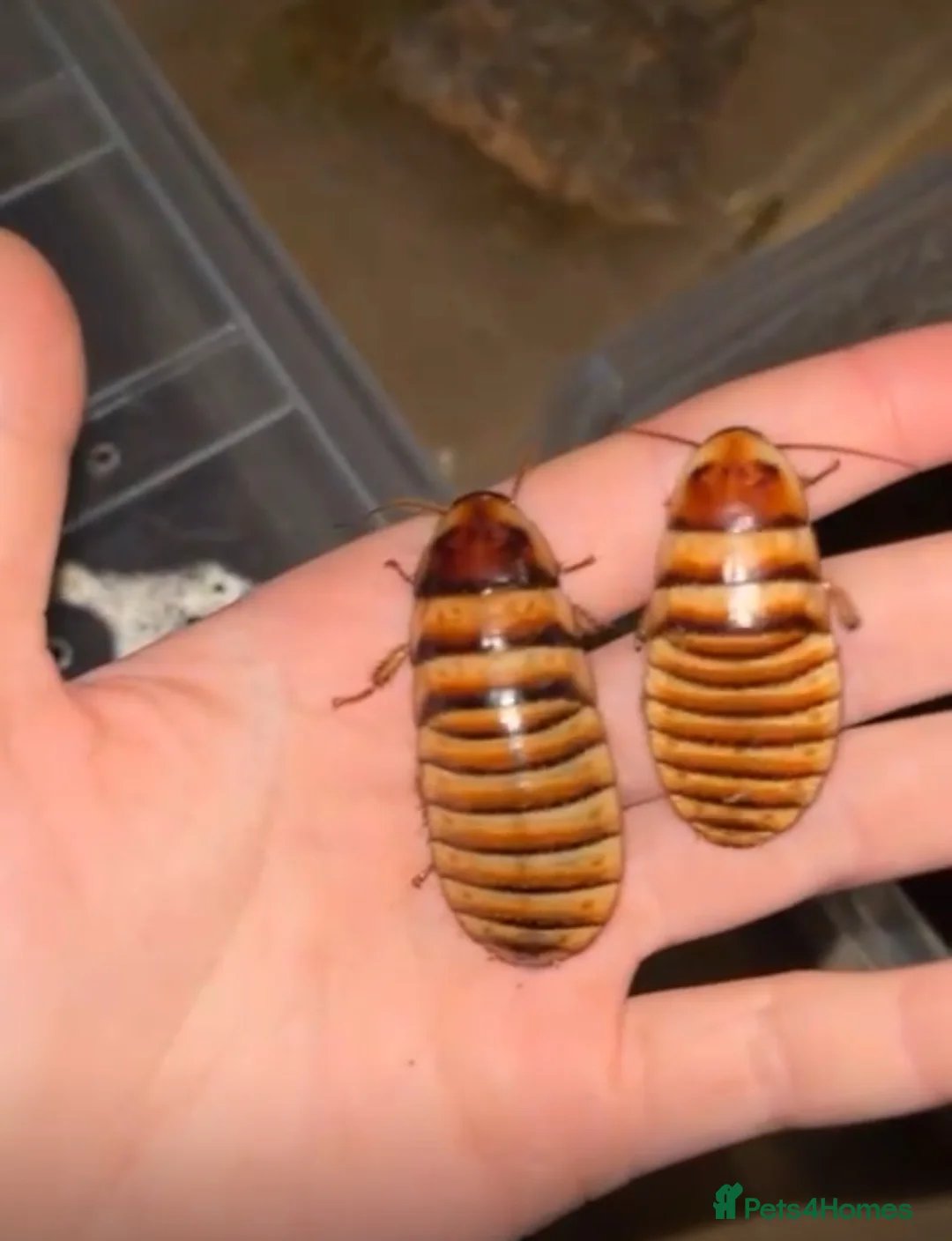 Mixed Breed invertebrates for sale: Mixed bugs for sale - Advert 3