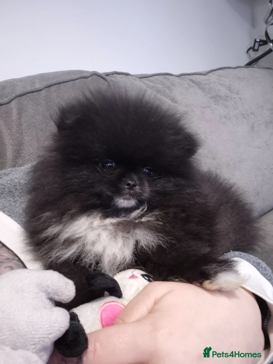 Pomeranian dogs for sale: Kc Registered Female Pomeranian  - Advert 2