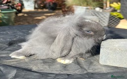 Mini Lop rabbits for sale: Mini lops , LionHead. READY NOW! 13th  - Image 6