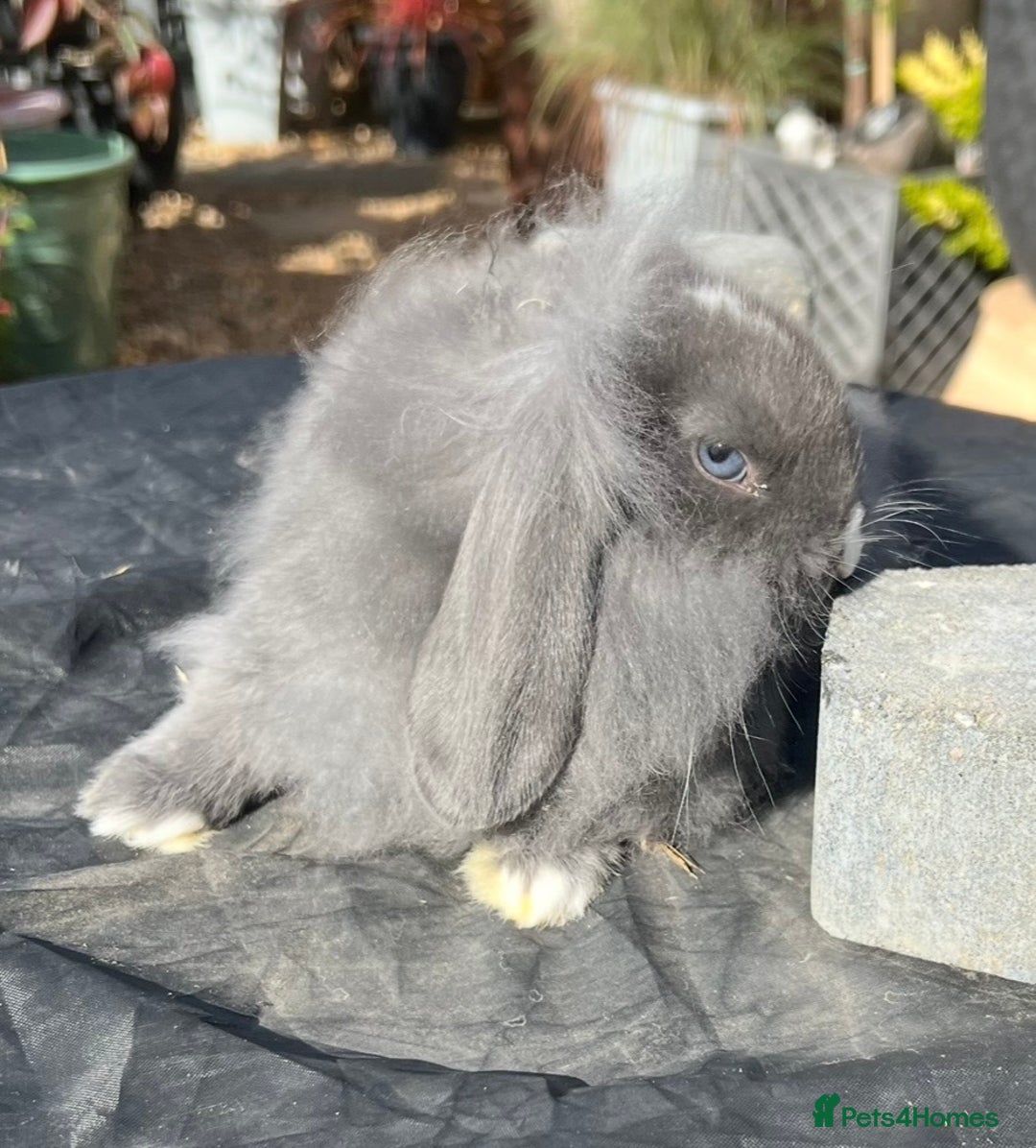 Mini Lop rabbits for sale: Mini lops , LionHead. READY NOW! 13th  - Image 6