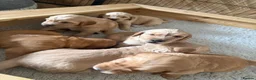 Golden Retriever dogs for sale: KC Working Line Golden Retriever Puppies - Advert 5