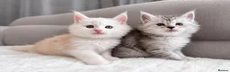 Maine Coon cats for sale:     🌟🌟Amazing Kittens Maine Coon 🌟🌟 - Advert 29