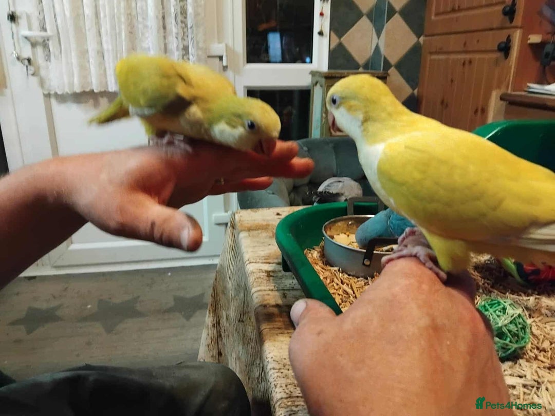 Parrots birds for sale: Hand reared Quaker and Conure chicks - Image 13
