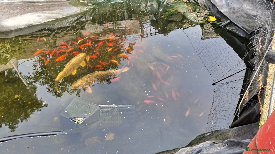 Koi Carp fish for sale: Ghost koi  - Image 1