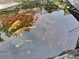 Koi Carp fish - Advert 30