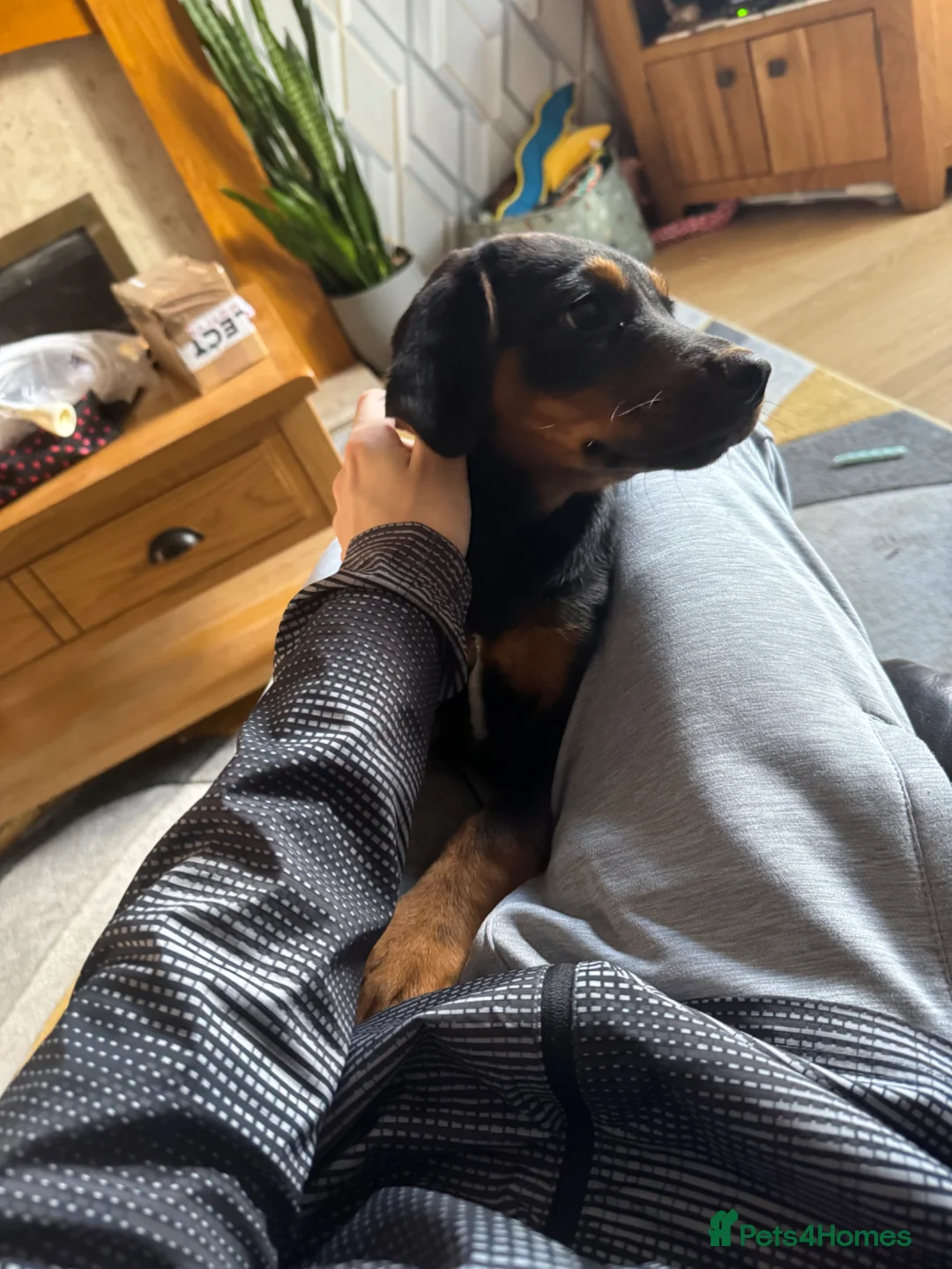 Mixed Breed dogs for sale: Black border collie in Chester - Advert 2