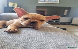 French Bulldog dogs for sale: Male French Bulldog available now  in Wisbech - Image 15