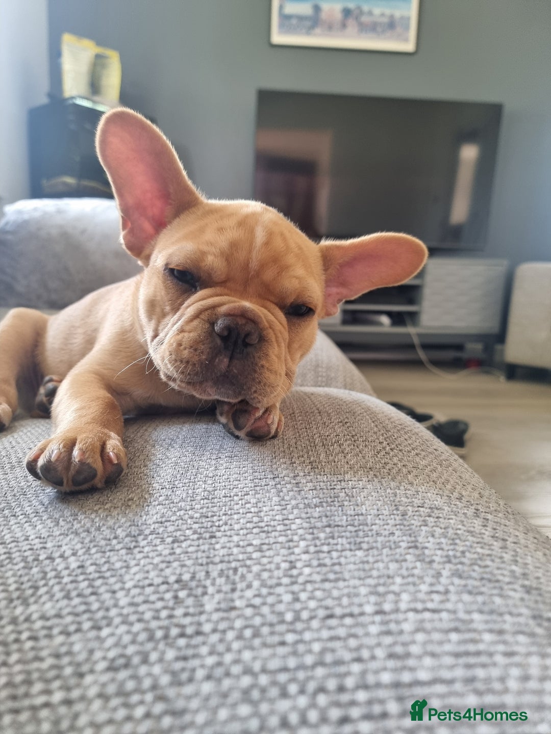French Bulldog dogs for sale: Male French Bulldog available now  in Wisbech - Image 15