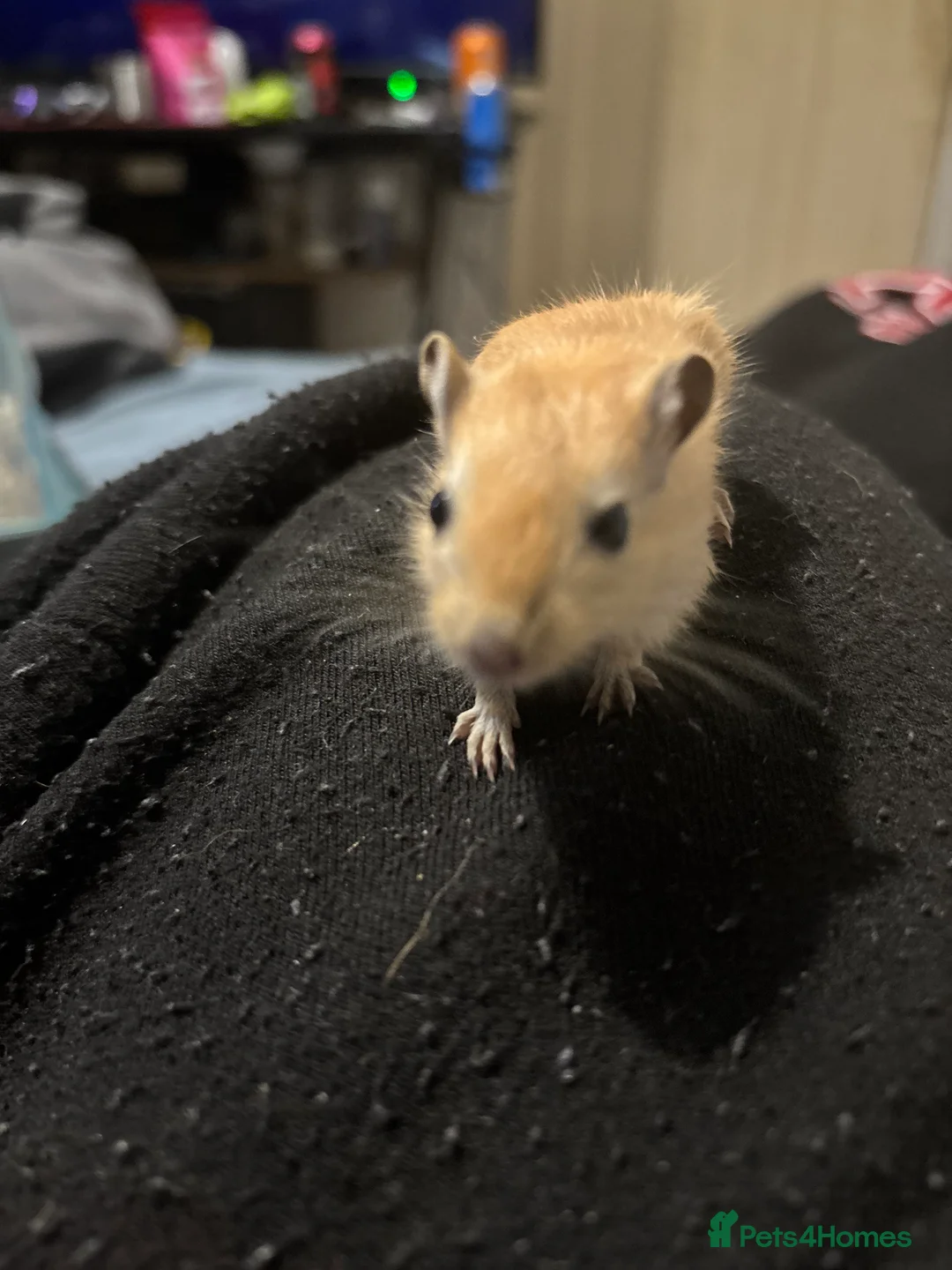 Gerbil rodents for sale: Baby gerbil for sale  - Advert 1