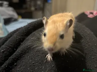 Gerbil rodents Baby gerbil for sale - Advert 6